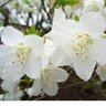 春を支持するもの 的头像