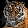 Фото профиля Basilio Fortes