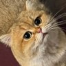 Profilbild von Clumping_cat_litter