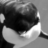 Orca Team Six's profile picture