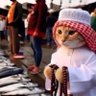abdulrahman's profile picture