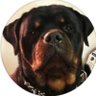 Mr. Rotty's profile picture
