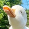 ぬまぁ's profile picture