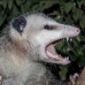 Jay Beech's profile picture
