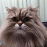 Profilbild von LUNA子 まめちゃんLove