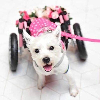 Pumpkin on wheels 🐾♿️❤️'s profile picture