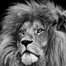⭐️⭐️GALATASARAY⭐️⭐️ profil fotoğrafı