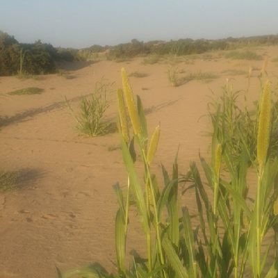 ibraheemkheri's profile picture