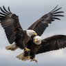 Eagle Wings profil fotoğrafı