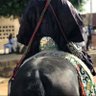 Mahmud A Bashir's profile picture