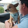 Фото профиля Donna's Dog Designs Plus