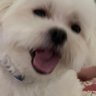 Tobie's profile picture