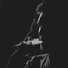 م.مهند's profile picture