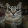 Amey's profile picture
