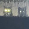 The Pups 的头像