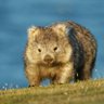 Profilbild von WombatWarior