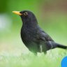 Arsyad profil fotoğrafı