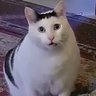 猫コタツ(´・ω・`)@スターレイル、ポケモン モンハン's profile picture