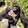 Dixout4Harambe's profile picture