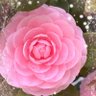 相川くみ profil fotoğrafı
