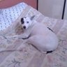 jhonnlululuc #NOALmaltratoanimal's profile picture