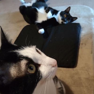 しましまろくたび's profile picture