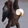 Susan DeHaven profil fotoğrafı