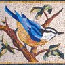 Profilbild von cyanistes_caeruleus