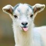 prasith xayaphet's profile picture