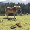 🦌杉の木🦌【ぽむ、まる】 profil fotoğrafı