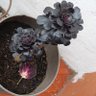 Фото профиля plantsblacks