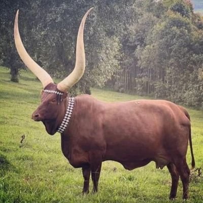 TGemmaSage's profile picture