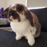 Sarah 🐇 的头像