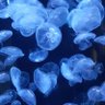 自称変人(w)な桃色海月 的头像