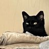 へちゃむ profil fotoğrafı