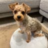 Ch!E(LUZ)'s profile picture