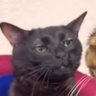 Profilbild von caracoles