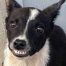 cartolina's profile picture
