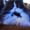 Profilbild von CatManDooDoo