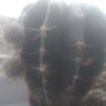 Duschnila's profile picture