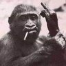 Profilbild von Bob!