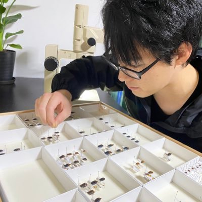 柳澤 静磨 （ゴキブリ研究者）'s profile picture