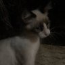 Corny🤍 profil fotoğrafı