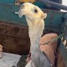 سلطان الخياري's profile picture