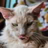 catstammar's profile picture