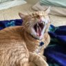 Фото профиля Unique Cat Sound
