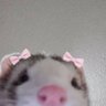 Profilbild von Sarah🍉