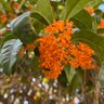 Profilbild von Osmanthus