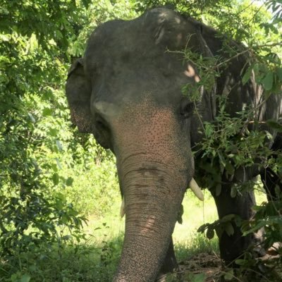 Cosmicbrigade's profile picture