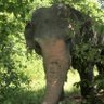 #T4Animals 🐘🦁🦒🐅🦊🦔🐻 的头像